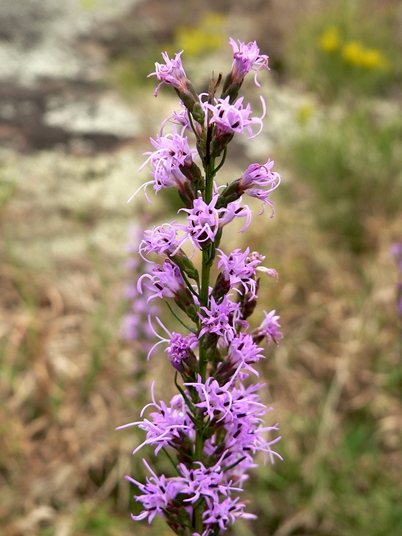 {Liatris microcephala}